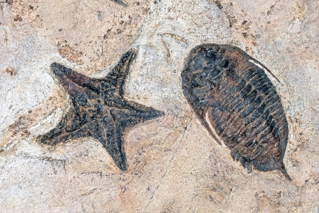 A starfish (or seastar) fossil, with a trilobite fossil. Creation Discovery Centre, Beauty Point, Tasmania.