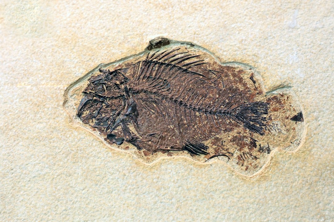 Fish fossil at the Creation Discovery Centre at Beauty Point, Tasmania.