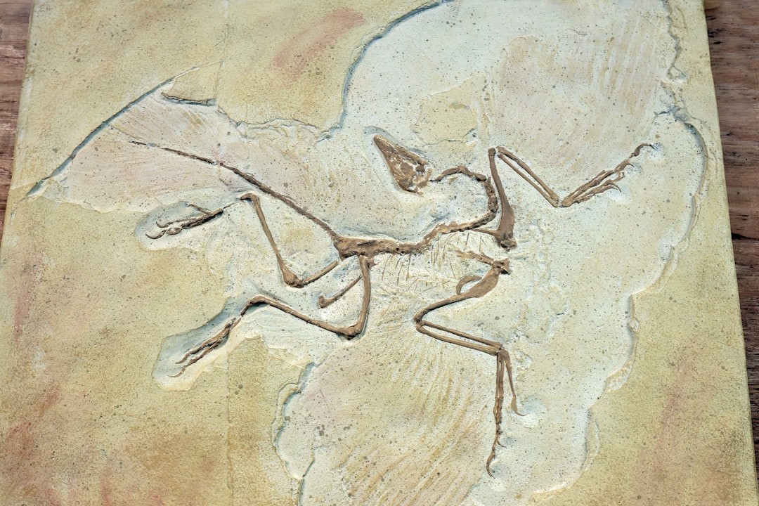 A cast of a fossilised Archaeopteryx. Creation Discovery Centre, Tasmania.