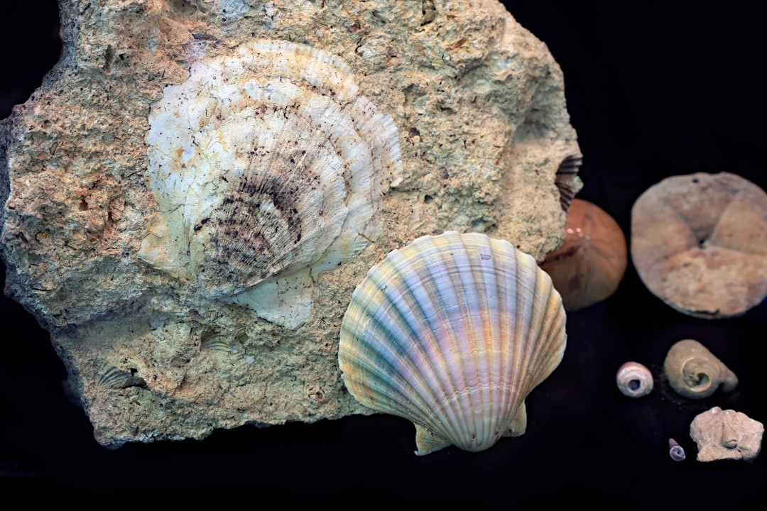 A modern scallop shell compared with a fossilised scallop shell, showing little change.